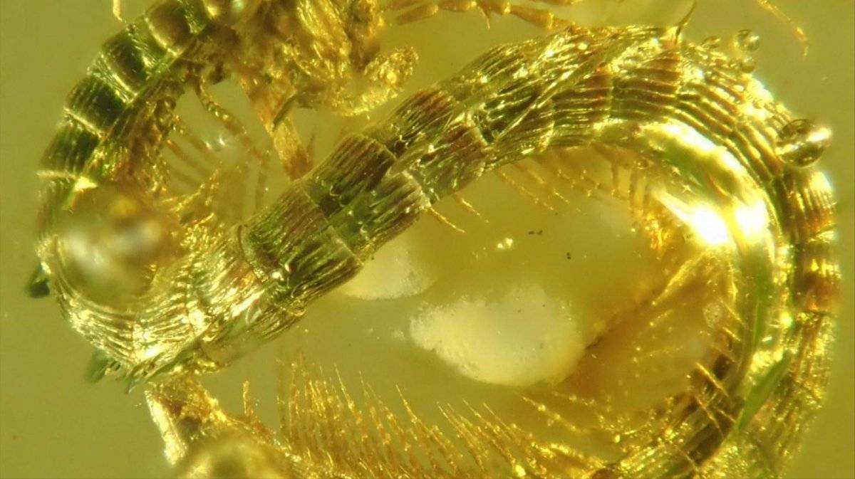 Científicos encuentran un milpiés conservado en ámbar que vivió en la época de los dinosaurios