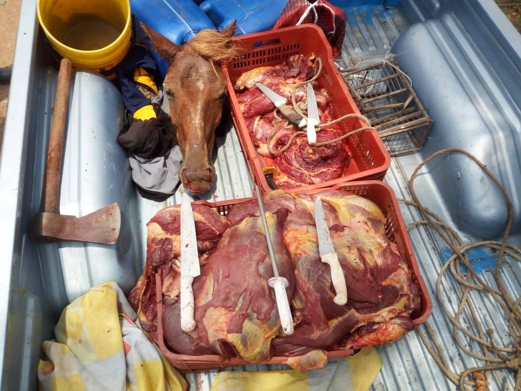 Carne de caballo