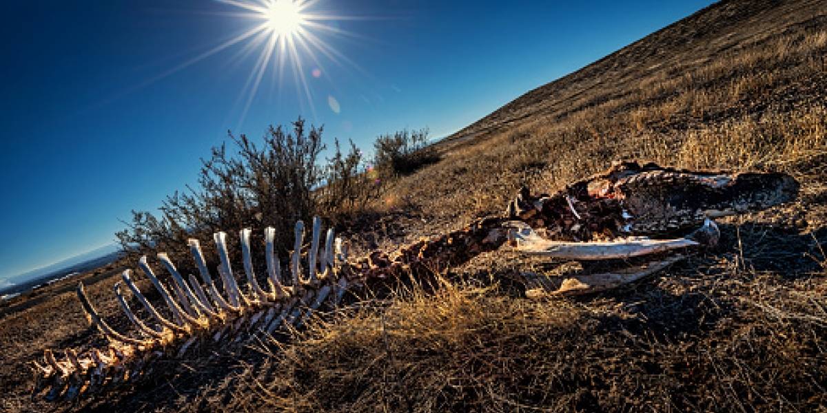 El devastador informe de Naciones Unidas que confirma que el hombre ha alterado el mundo natural a un ritmo "sin precedentes en la historia de la humanidad"