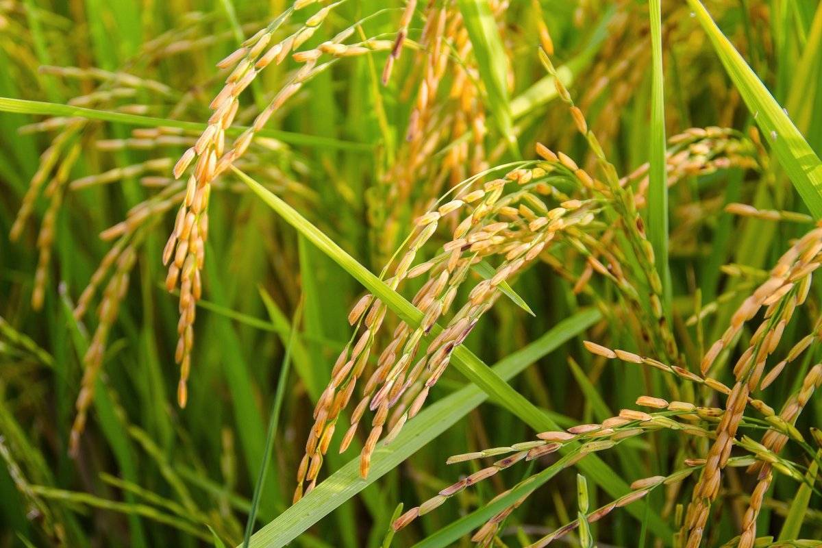 arroz