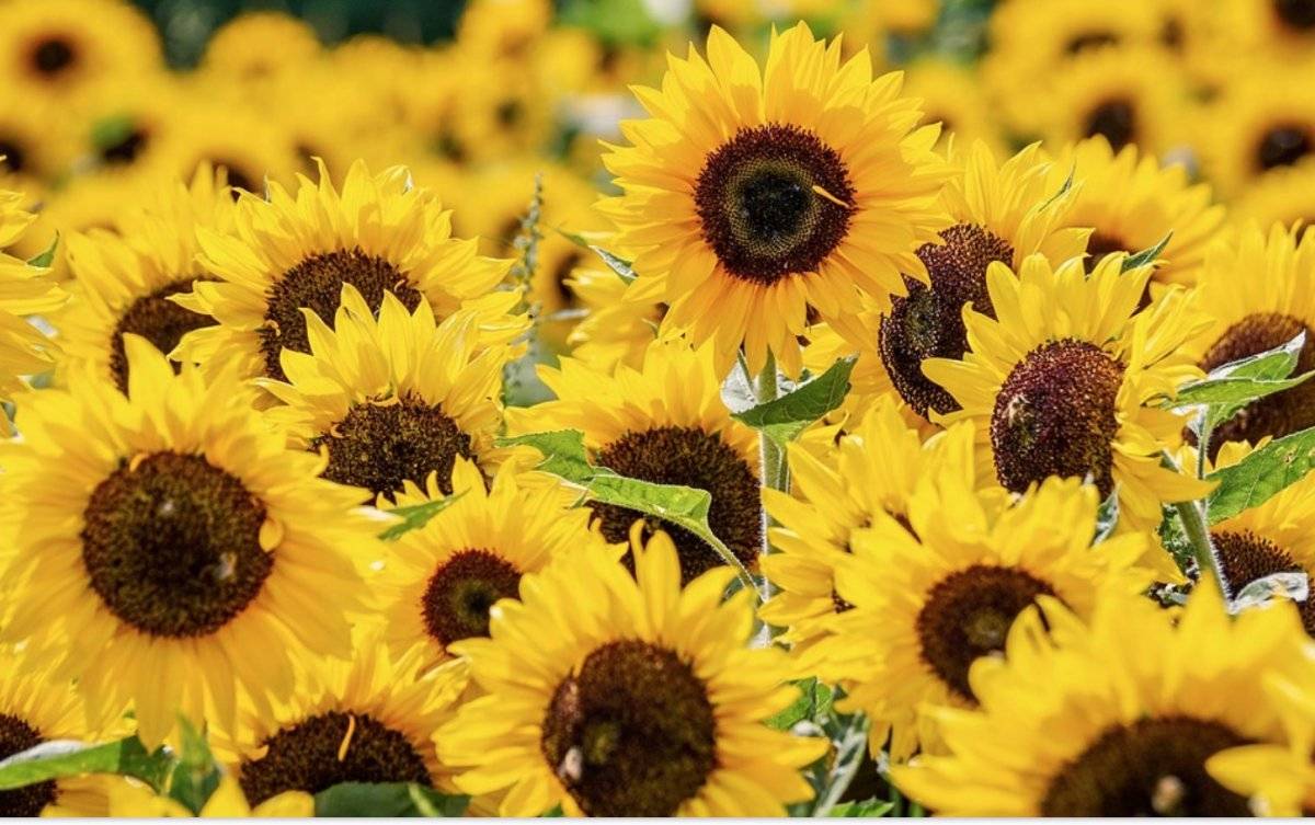 Girasol