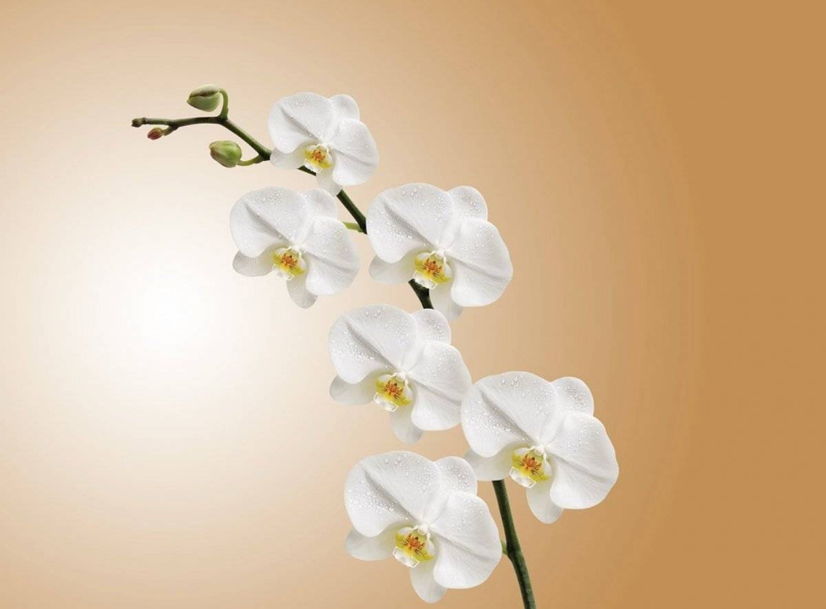 Orquídea