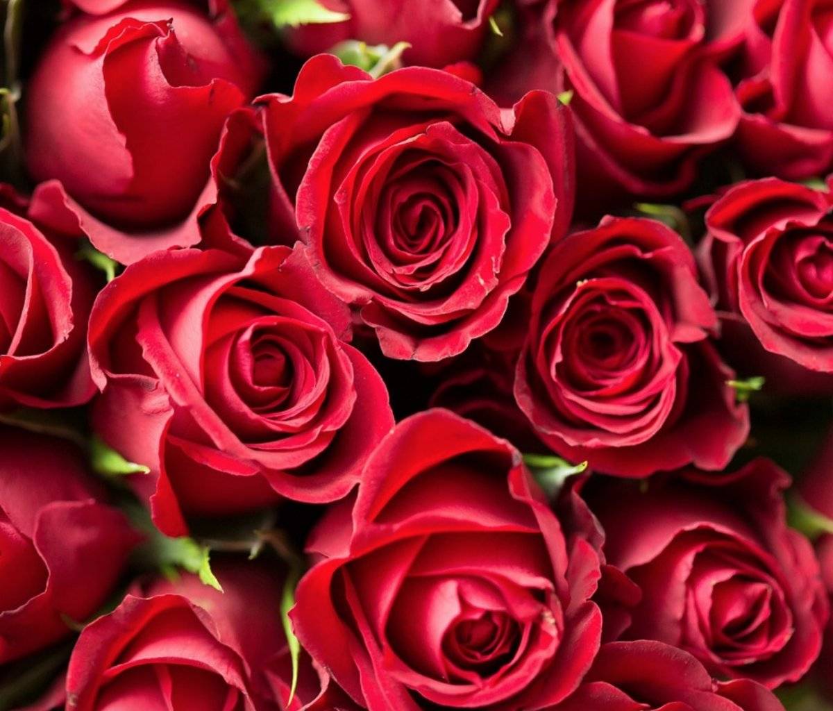 Rosa