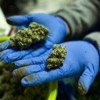 Figuras de diversos sectores coinciden con la regulación del cannabis