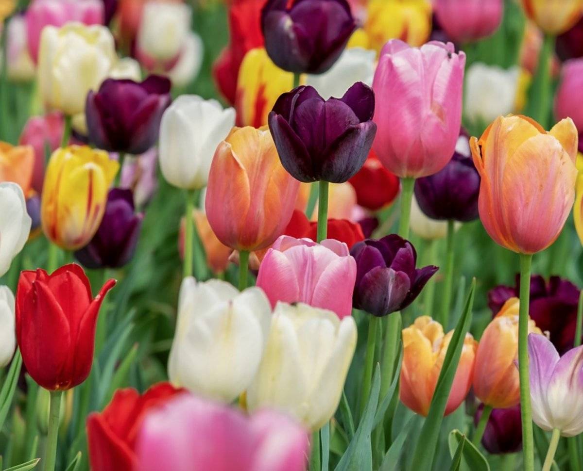Tulipán