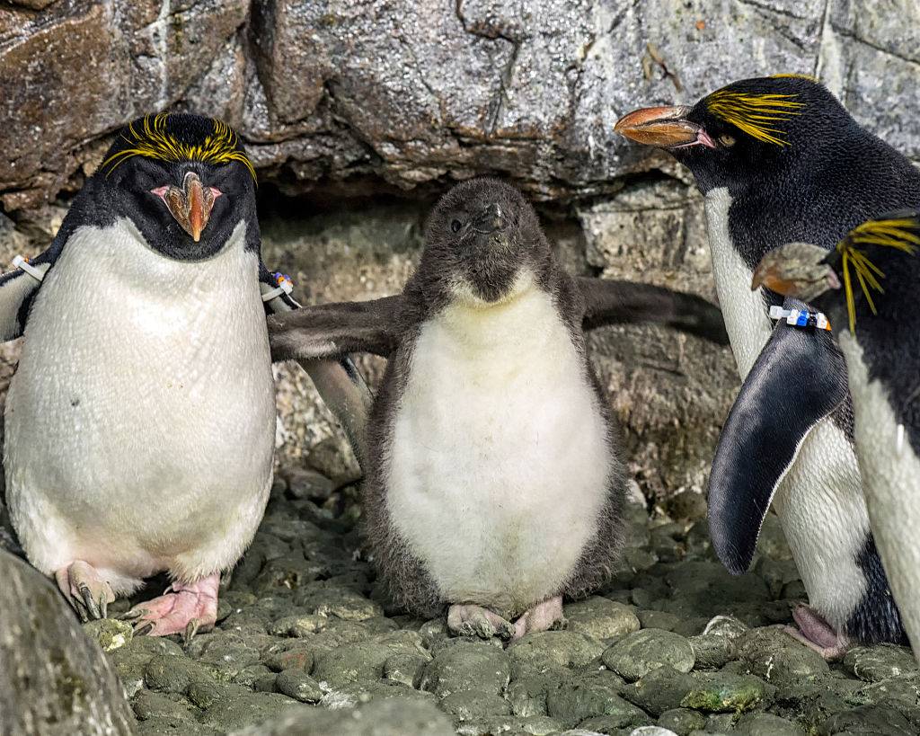 Pingüinos Pingüinos