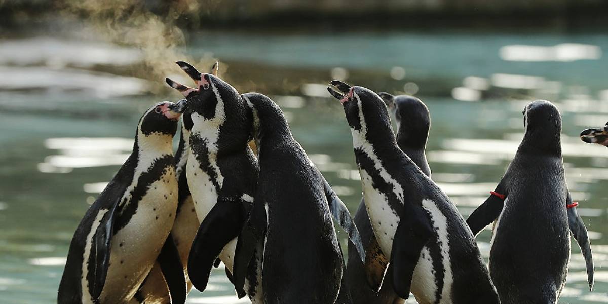 El excremento de las focas y los pingüinos ayudan una enormidad a la biodiversidad de la Antártica
