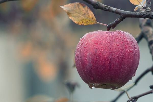 Cuanto tiempo debo tomar el vinagre de manzana para adelgazar