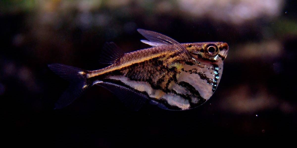 Increíble hallazgo: Peces de aguas profundas y oscuras tienen visión superpoderosa