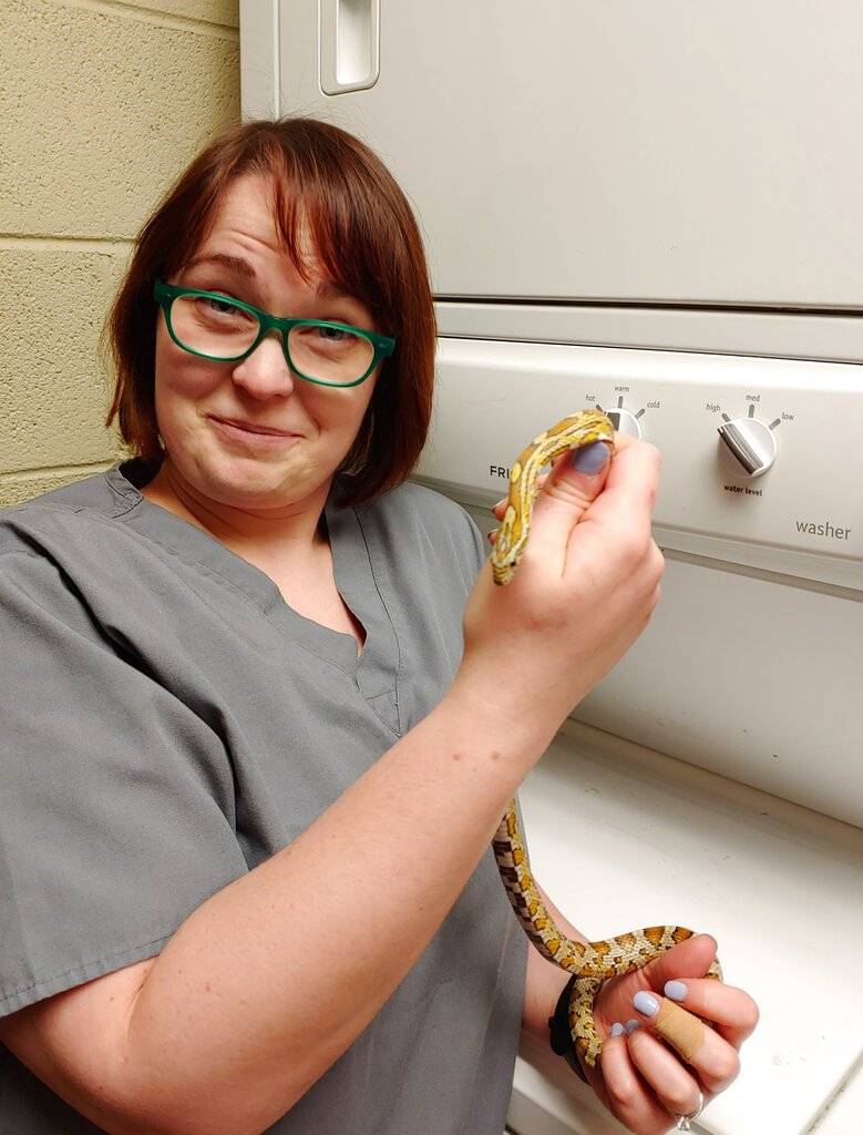 serpiente en lavadora