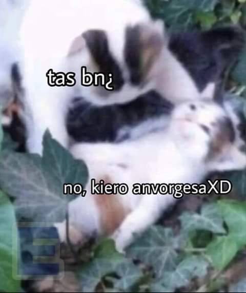 ¿De dónde salió el meme de los gatos y la 'anvorguesa'? ¿De dónde salió el meme de los gatos y la 'anvorguesa'?