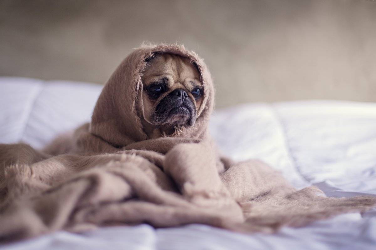 humanizar a los perros
