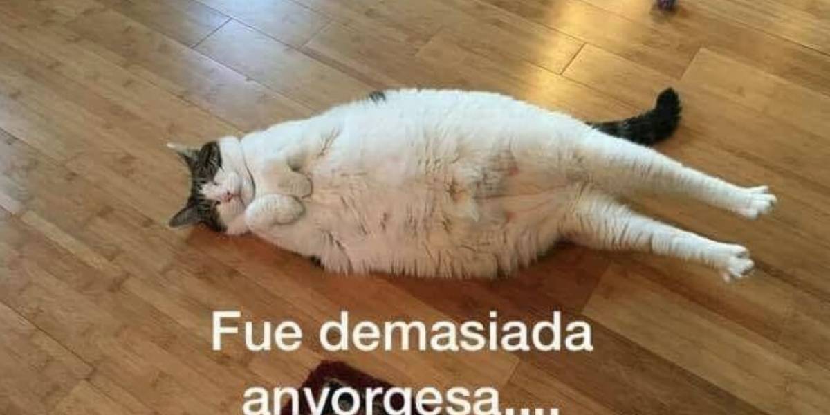 ¿De dónde salió el meme de los gatos y la 'anvorguesa'?