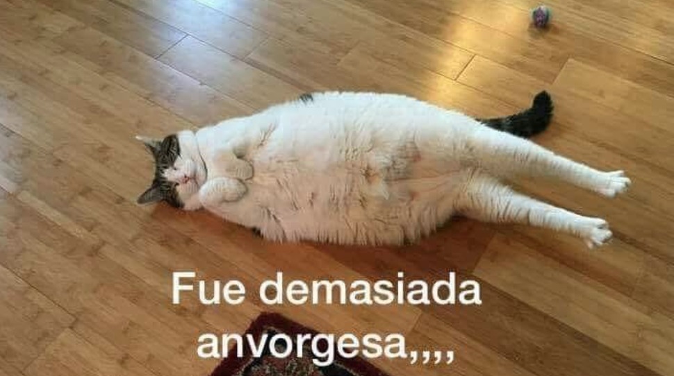 ¿Alérgico a los gatos? Científicos descubren que su alimentación puede evitar alergias ¿Alérgico a los gatos? Científicos descubren que su alimentación puede evitar alergias