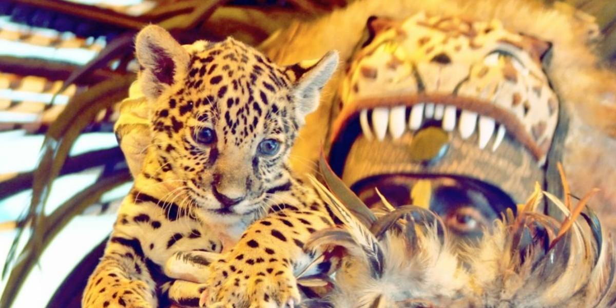 Buenas noticias en México: Zoológico presentó a su nueva cachorra de jaguar