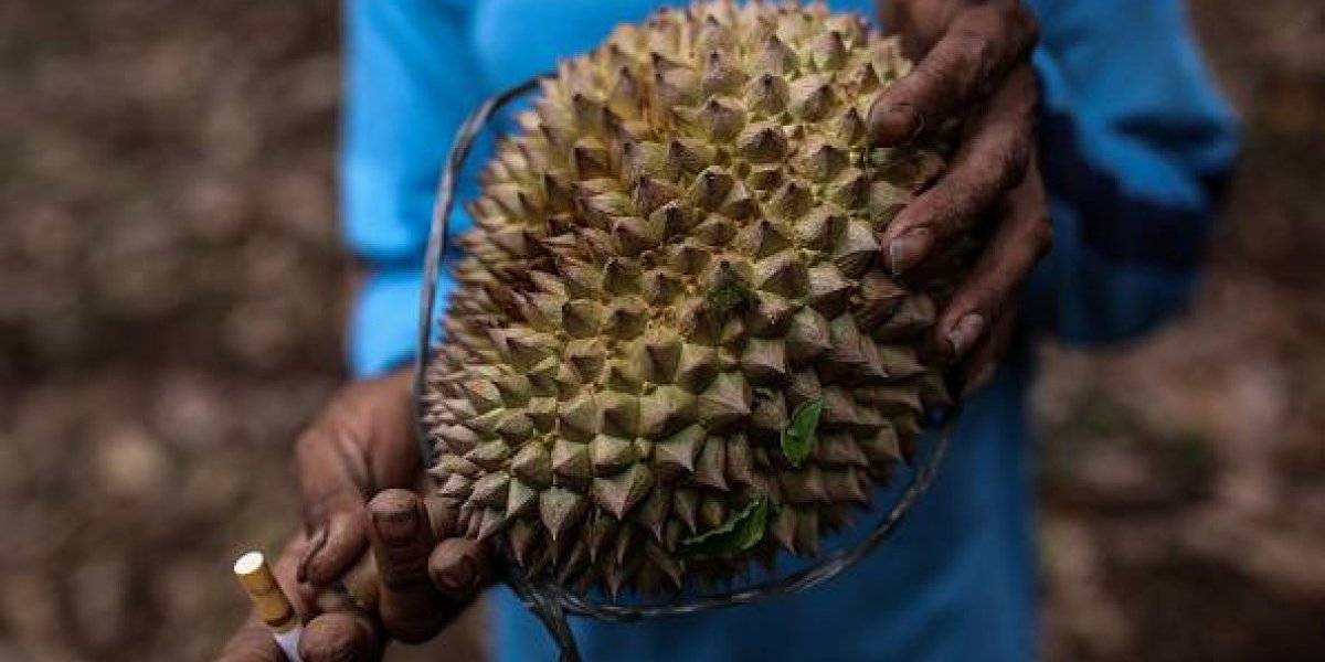 Evacuaron a más de 500 personas: la fruta más apestosa del mundo provoca insólita emergencia universitaria
