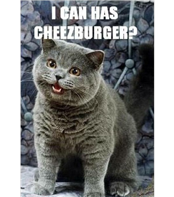 ¿De dónde salió el meme de los gatos y la 'anvorguesa'? ¿De dónde salió el meme de los gatos y la 'anvorguesa'?