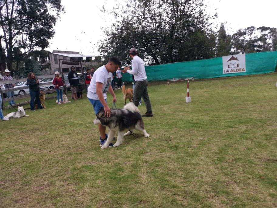 Graduación de perros en La Aldea