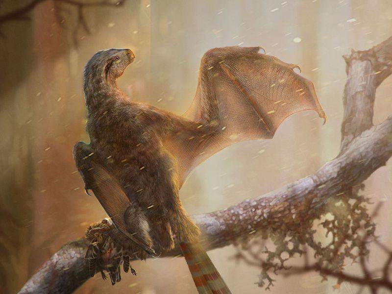 Científicos descubren una increíble nueva especie alada de dinosaurio que revela enigmas sobre cómo empezaron a volar Científicos descubren una increíble nueva especie alada de dinosaurio que revela enigmas sobre cómo empezaron a volar