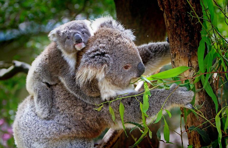 Pésimas noticias: El koala ha sido declarado funcionalmente extinto