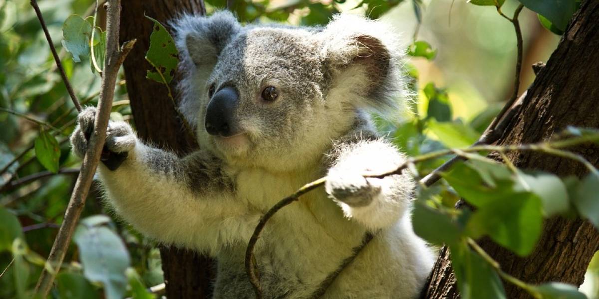 Pésimas noticias: El koala ha sido declarado funcionalmente extinto