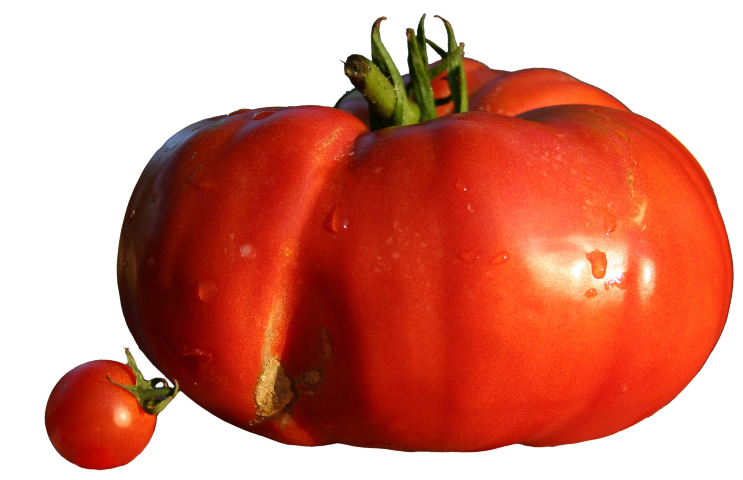 Estudio revela porqué los tomates que solemos comprar tienen tan poco sabor Estudio revela porqué los tomates que solemos comprar tienen tan poco sabor