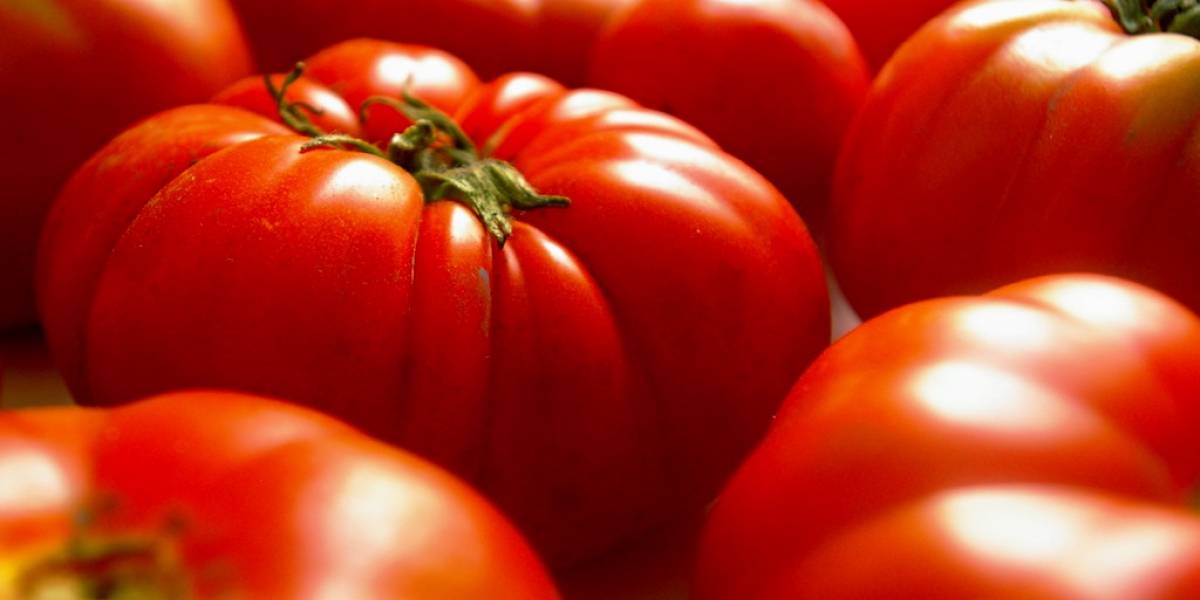 Estudio revela porqué los tomates que solemos comprar tienen tan poco sabor