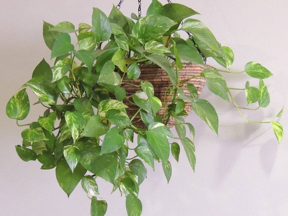 Planta potus