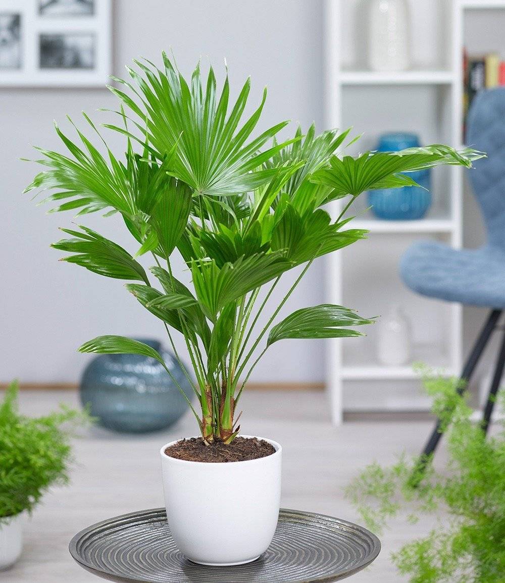 Planta