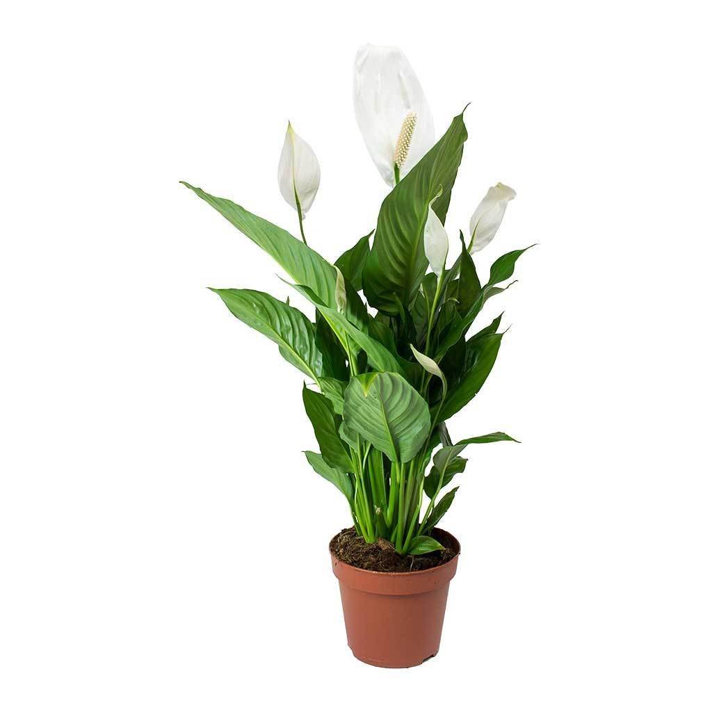 Planta Dracaena marginata
