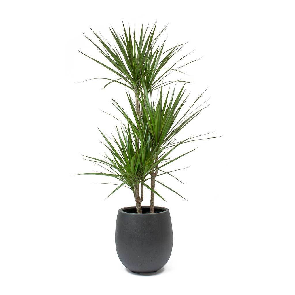 Dracaena marginata