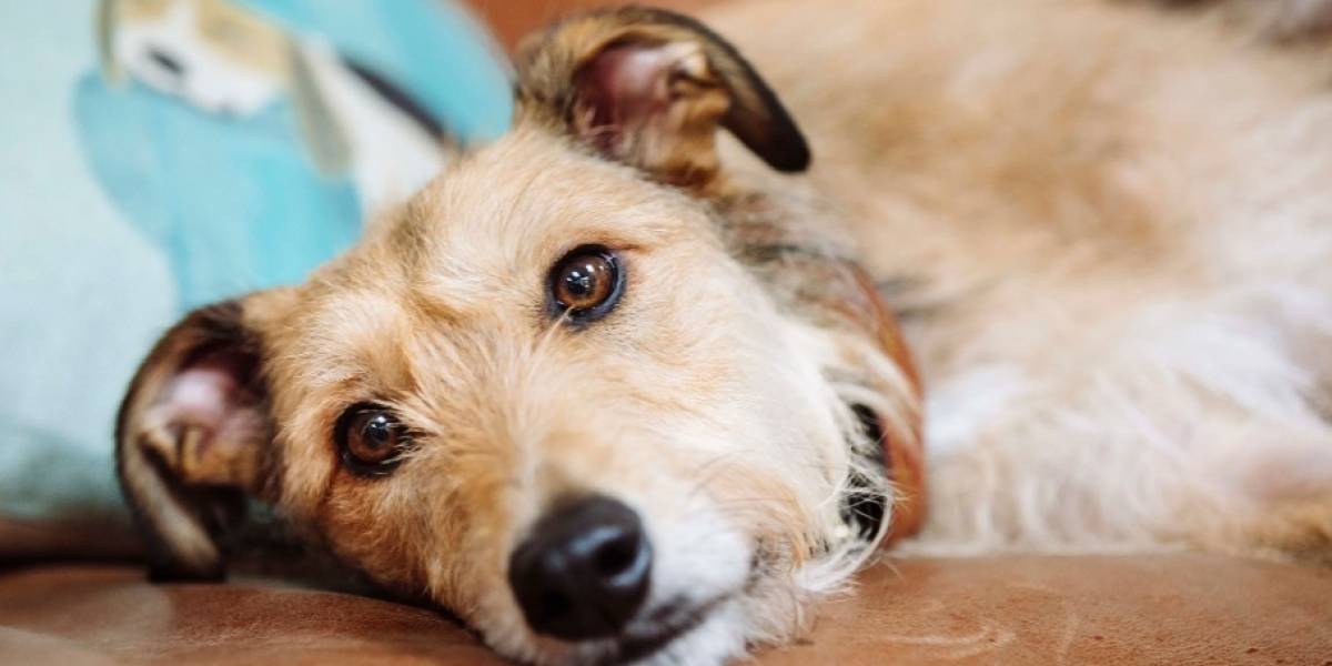 Se descubre una rara enfermedad transmitida de perros a humanos en Estados Unidos