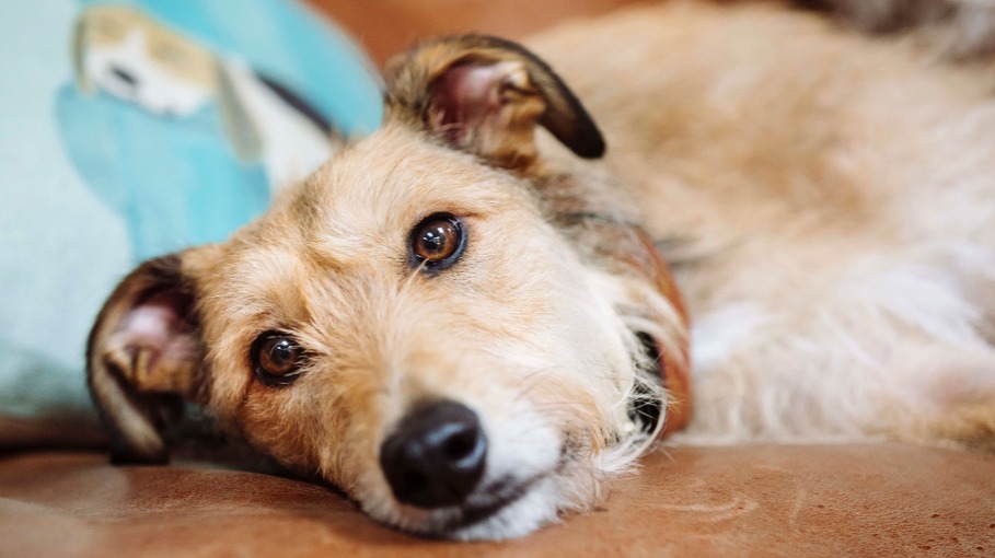 Estudio asegura que los humanos hemos logrado alterar la estructura cerebral de los perros Estudio asegura que los humanos hemos logrado alterar la estructura cerebral de los perros