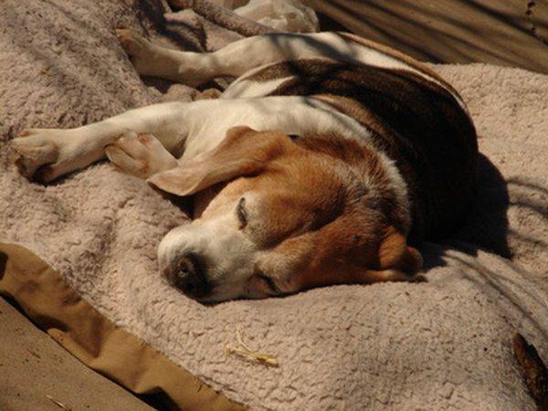 Perros enfermedad Perros enfermedad