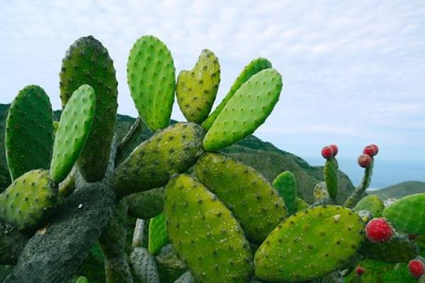 Jugo de toronja y nopal para adelgazar
