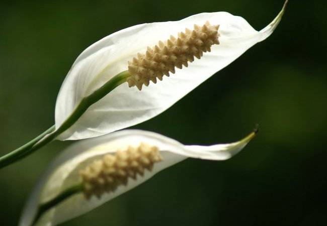 plantas