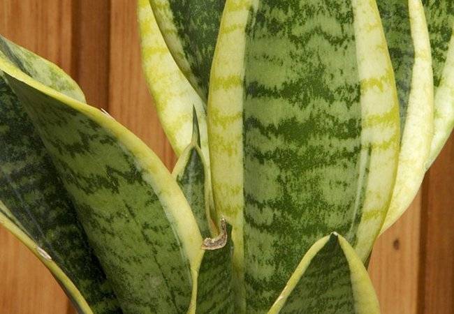 plantas