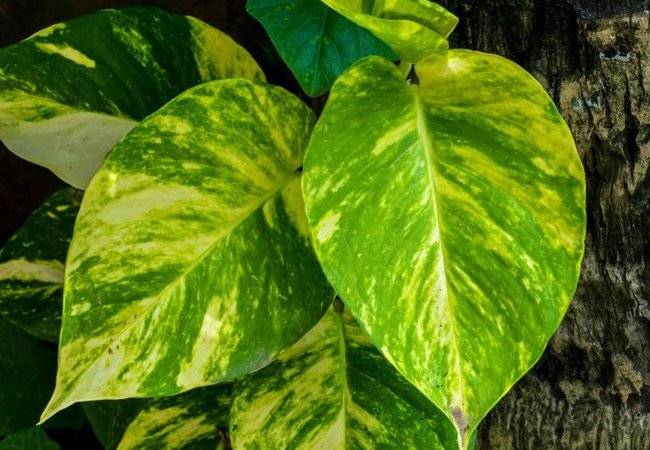 plantas