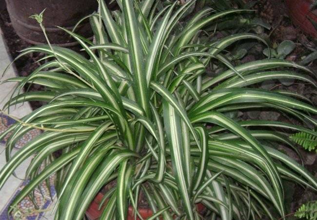 plantas