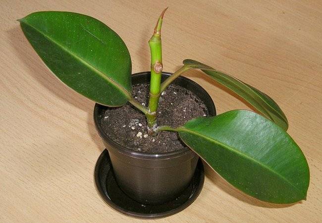 plantas
