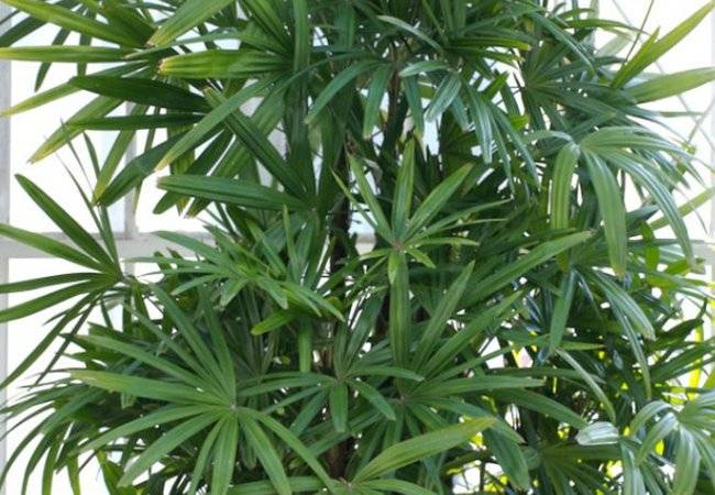 plantas