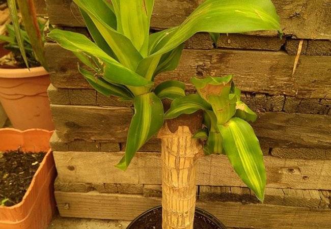 plantas
