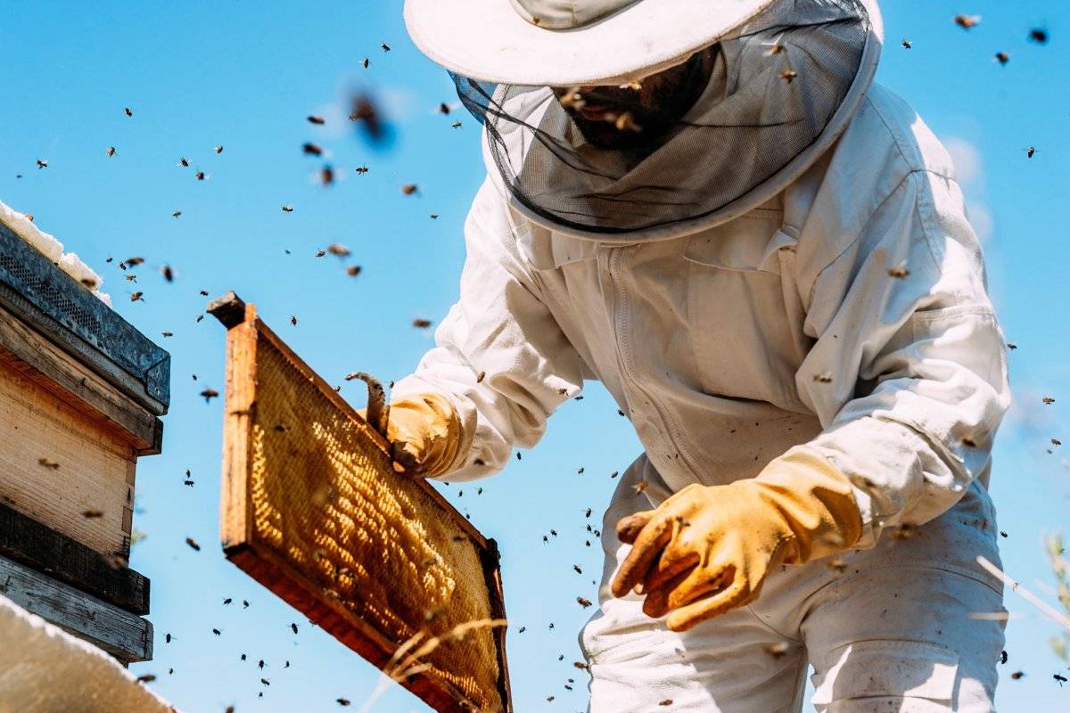 Abejas