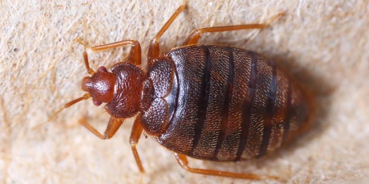Los chinches sobrevivieron a la extinción de los dinosaurios