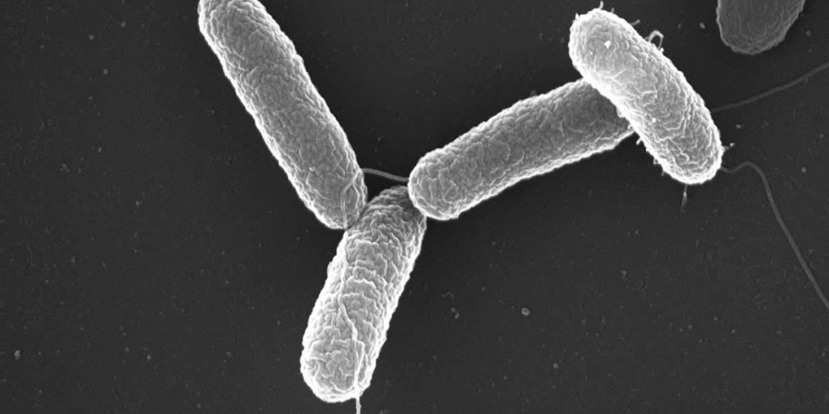 Científicos crean técnica la cual logra eliminar las bacterias resistentes a los antibióticos
