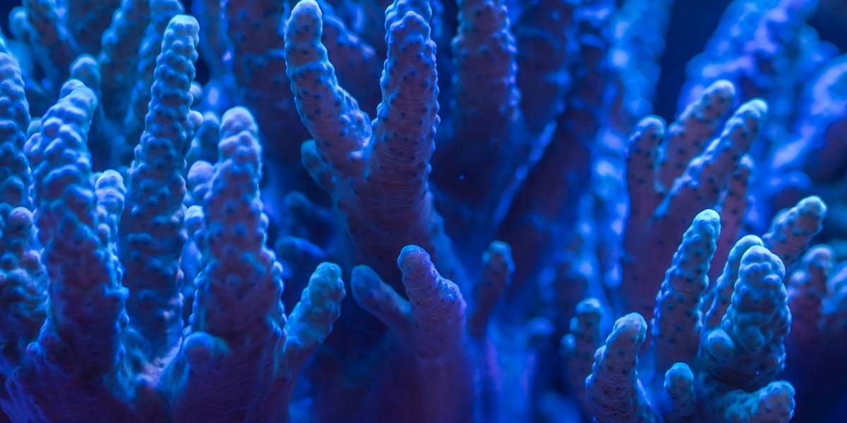 Estudio revela la severa contaminación que las heces humanas provocan en los corales