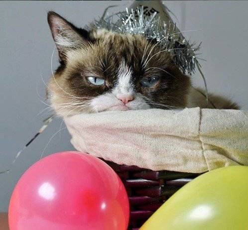 Gato gruñón
