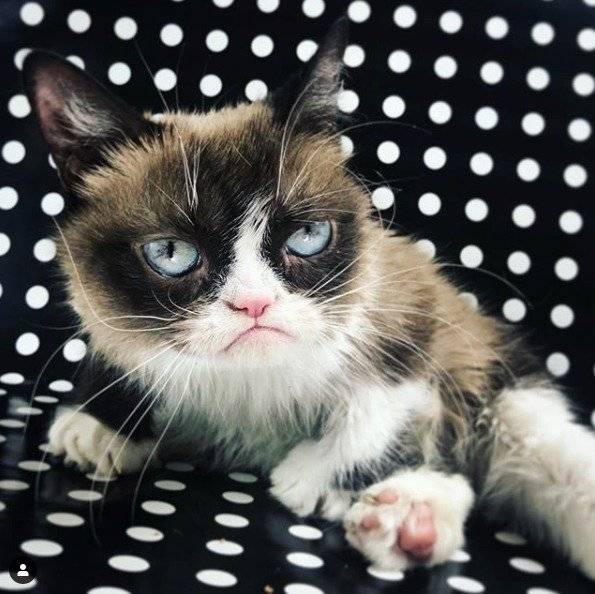Gato gruñón
