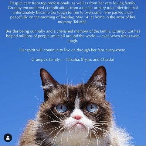 Gato gruñón