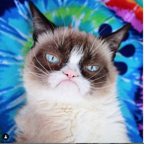 Gato gruñón
